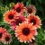 echinacea-flamingo_77406_1 (1).jpg