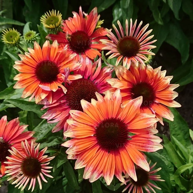 echinacea-flamingo_77406_1 (1).jpg