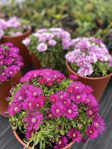 słonecznica neon i lavender.jpg