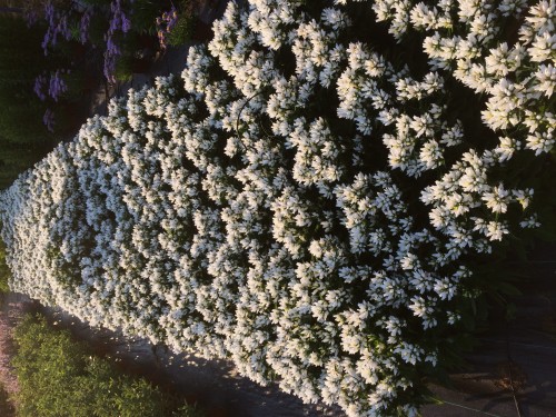 dzwonek gently white .JPG