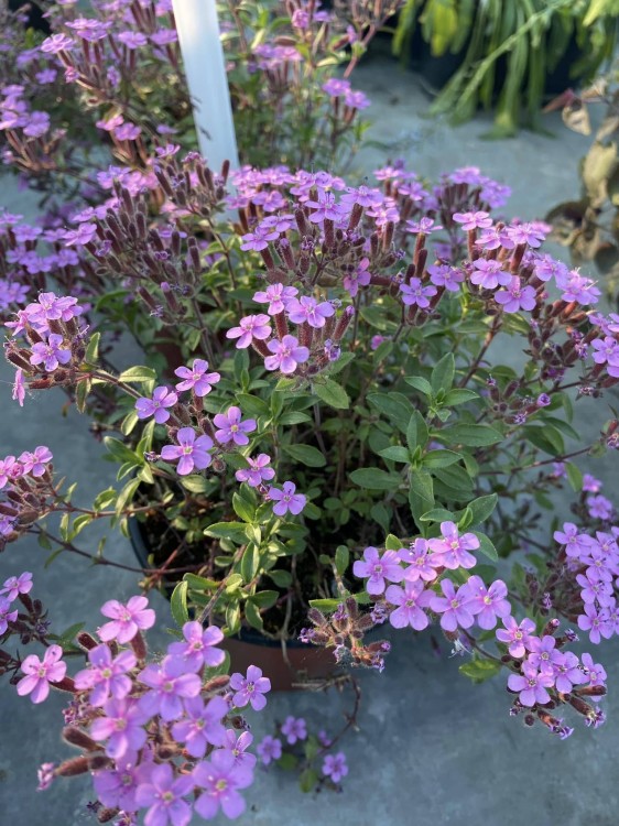 mydlnica bazyliowata saponaria ocymoides.jpg