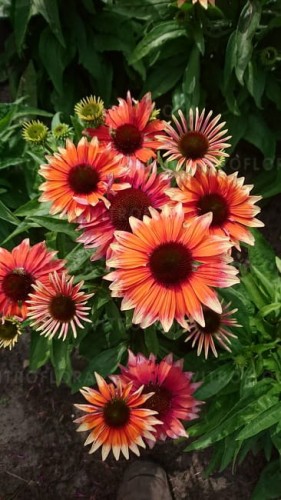 echinacea-flamingo_77406_2.jpg
