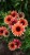 echinacea-flamingo_77406_2.jpg