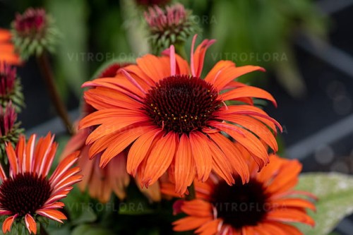 echinacea-meditation-orange_4.jpg
