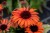 echinacea-meditation-orange_4.jpg