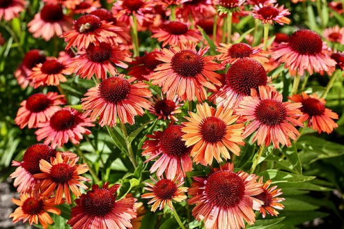 echinacea-meditation-orange_2.jpg