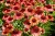echinacea-meditation-orange_2.jpg