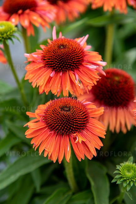 echinacea-meditation-orange_6.jpg
