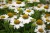 echinacea-meditation-white_4.jpg