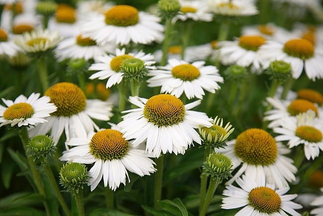 echinacea-meditation-white_4.jpg