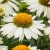 byliny-i-trawy_standard-short_74266_1.jpg