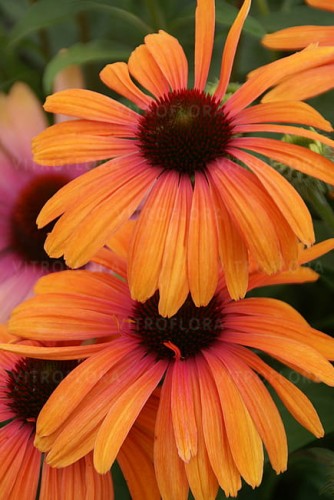 echinacea-rainbow-marcella_4.jpg