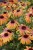echinacea-rainbow-marcella_3.jpg