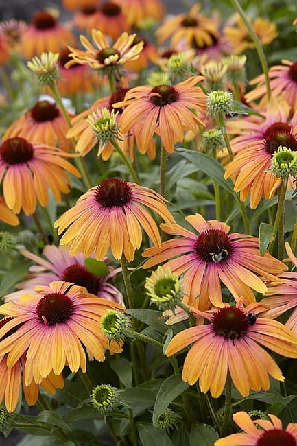 echinacea-rainbow-marcella_3.jpg