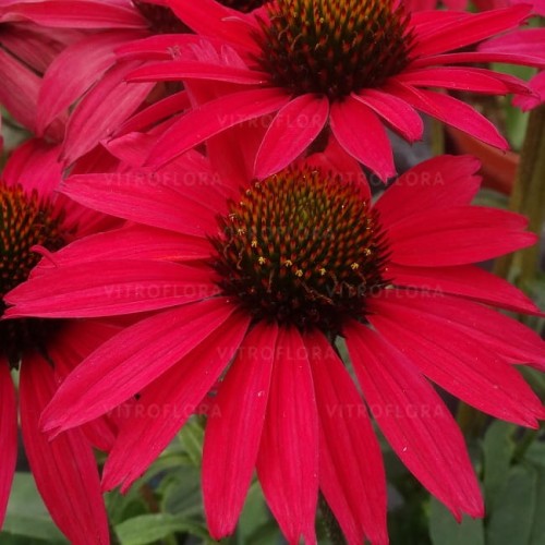 echinacea-glowing-dream_79285_1 (1).jpg