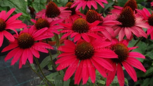echinacea-glowing-dream_79285_4.jpg