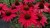 echinacea-glowing-dream_79285_4.jpg