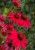 echinacea-glowing-dream_79285_3.jpg