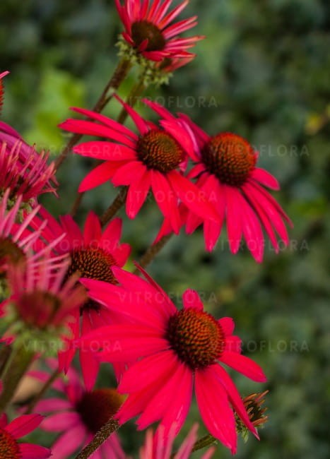 echinacea-glowing-dream_79285_3.jpg