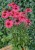 echinacea-glowing-dream_79285_2.jpg