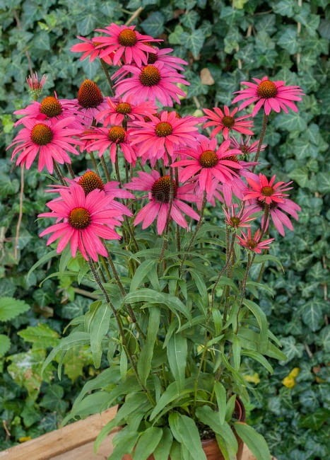 echinacea-glowing-dream_79285_2.jpg