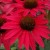 echinacea-glowing-dream_79285_1.jpg