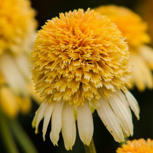 echinacea-lemon-drop_77403_1.jpg