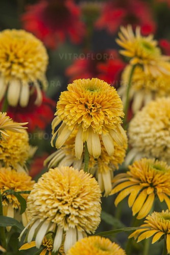 echinacea-lemon-drop_1.jpg