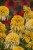 echinacea-lemon-drop_1.jpg