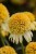 echinacea-lemon-drop_2.jpg
