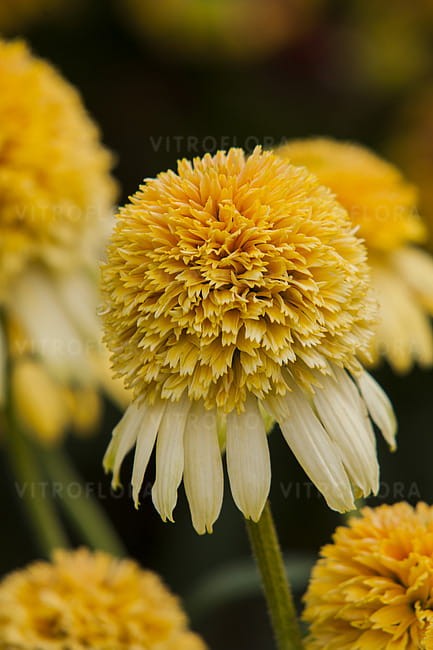 echinacea-lemon-drop_2.jpg