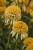 echinacea-lemon-drop_4.jpg