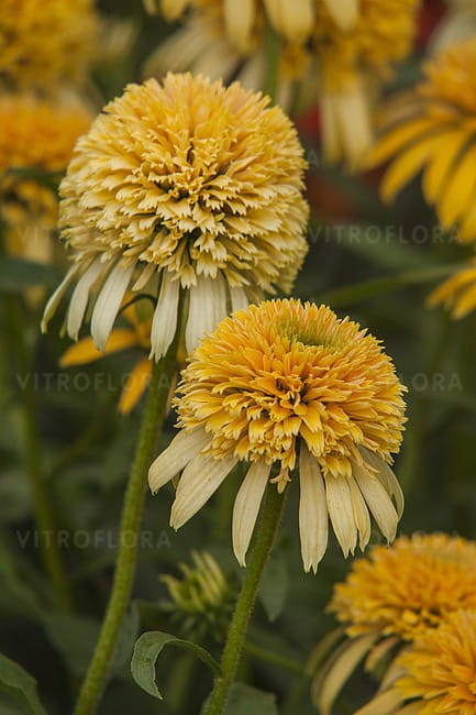echinacea-lemon-drop_4.jpg
