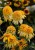 echinacea-lemon-drop_77403_2.jpg
