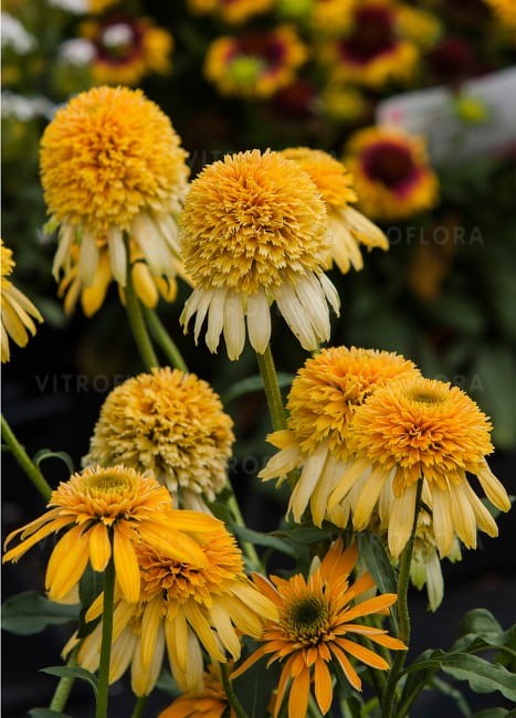 echinacea-lemon-drop_77403_2.jpg