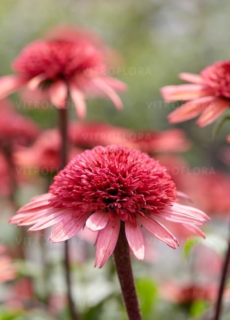 echinacea-raspberry-truffle_79278_3.jpg