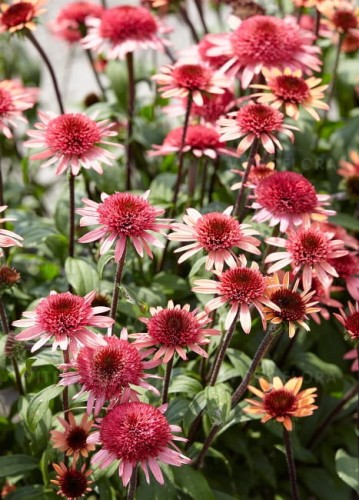 echinacea-raspberry-truffle_79278_2.jpg