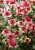 echinacea-raspberry-truffle_79278_2.jpg