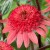 echinacea-raspberry-truffle_79278_1.jpg