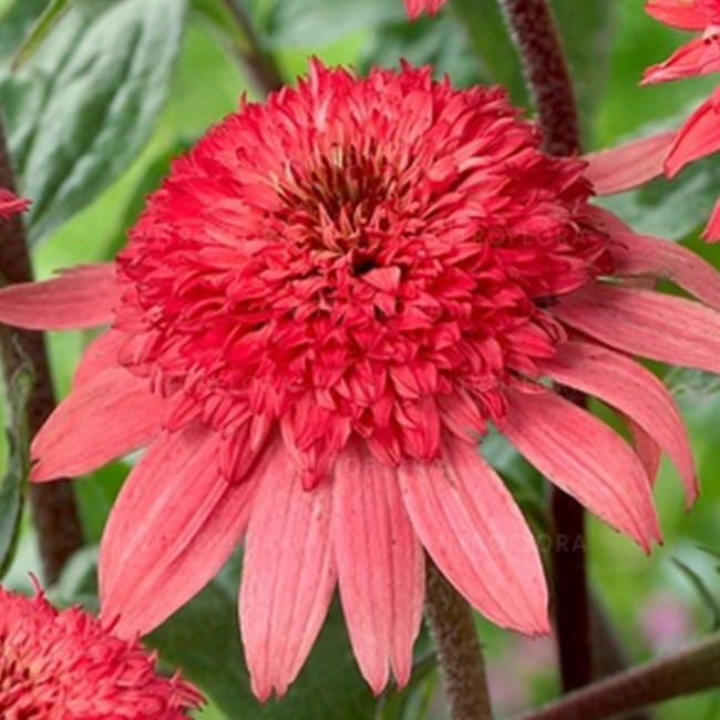echinacea-raspberry-truffle_79278_1.jpg