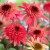 echinacea-raspberry-truffle_79278_5.jpg