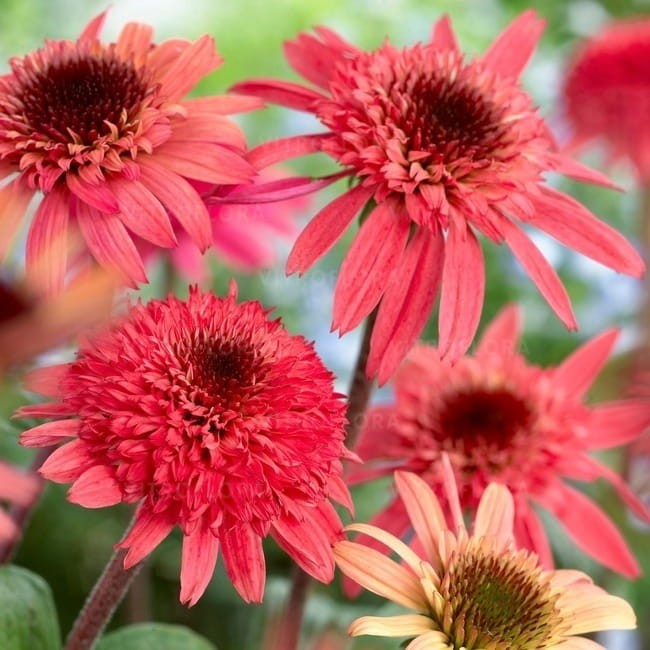 echinacea-raspberry-truffle_79278_5.jpg