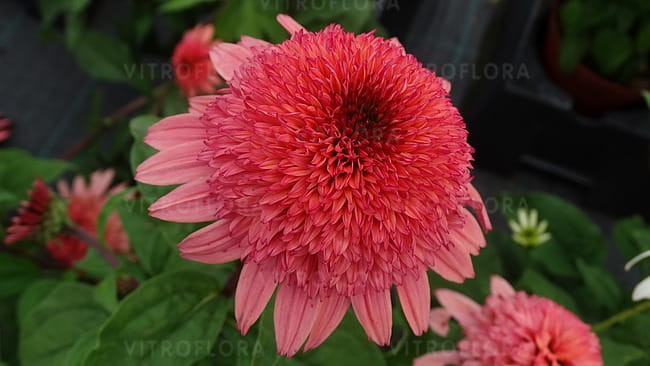 echinacea-raspberry-truffle_6.jpg
