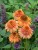 echinacea-supreme-cantaloupe_3.jpg
