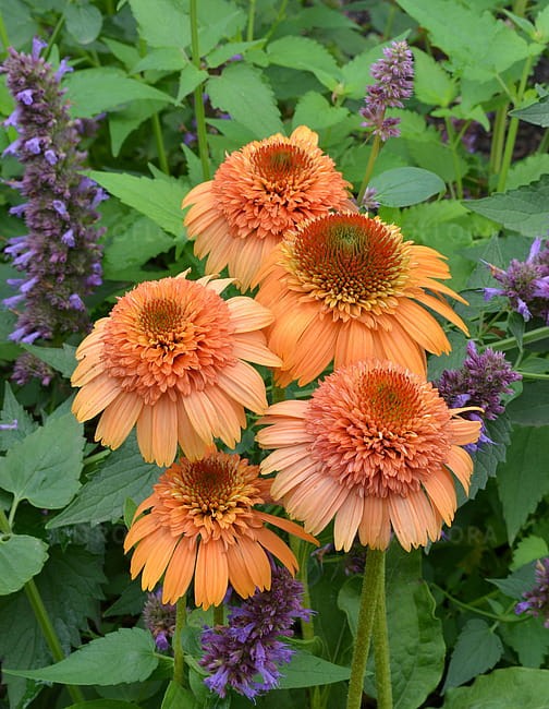 echinacea-supreme-cantaloupe_3.jpg