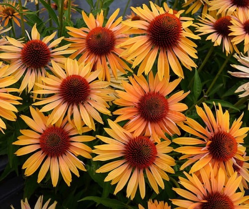echinacea-big-kahuna_3.jpg