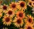 echinacea-big-kahuna_3.jpg