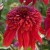 byliny-i-trawy_double-medium_74263_1.jpg