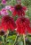 byliny-i-trawy_double-medium_74263_2.jpg