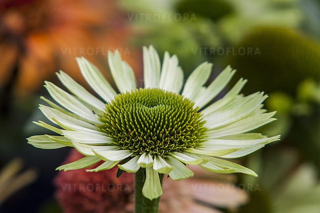echinacea-green-jewel_6.jpg